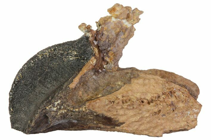 Rooted Triceratops Tooth - South Dakota #70133